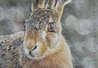 color pencil drawing of a rabbit by Lesley Martyn