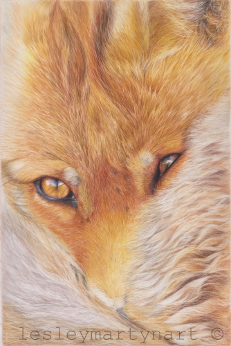 Realistic and Detailed Color Pencil Art by Lesley Martyn I Artsy Shark