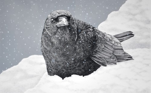 lithograph of a crow in the snow by Elisabeth Sommerville