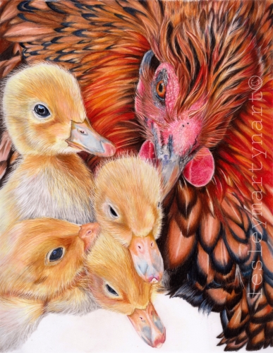 colored pencil drawing of a hen and ducklings by Lesley Martyn