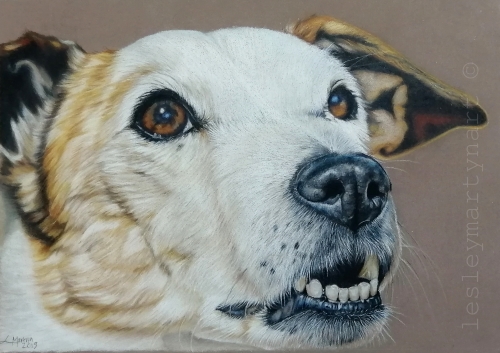 colored pencil drawing of Ozzy, a dog, by Lesley Martyn