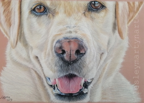 colored pencil drawing of a yellow lab by Lesley Martyn