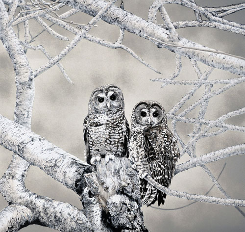 lithograph of spotted owls by Elisabeth Sommerville