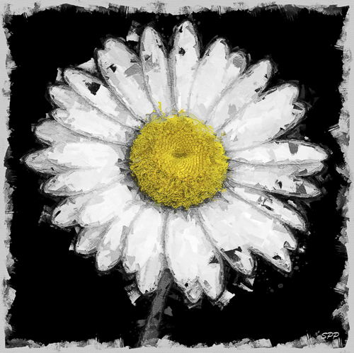 digital photography of a white daisy by Sandra Pipken