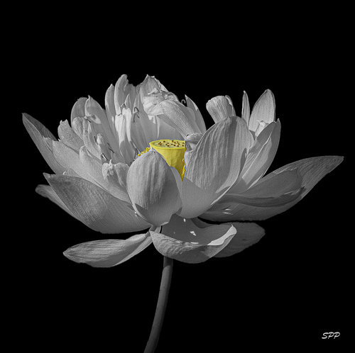 digital photograph of a white lotus blossom by Sandra Pipken