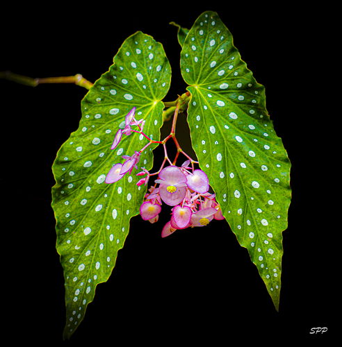 digital photograph of a Maculata or Polka Dot Begonia by Sandra Pipken