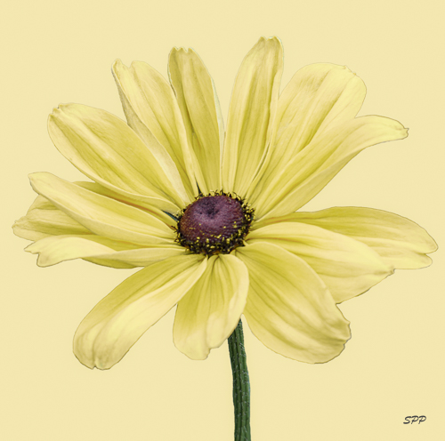 digital photography of a yellow daisy by Sandra Pipken
