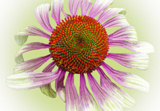 digital photograph of a Gerbera Daisy by Sandra Pipken