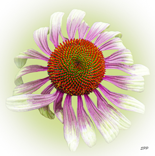 digital photograph of a Gerbera Daisy by Sandra Pipken