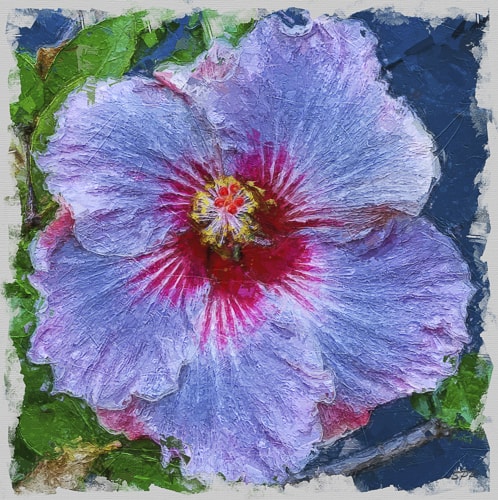 digital photography of a blue hibiscus by Sandra Pipken
