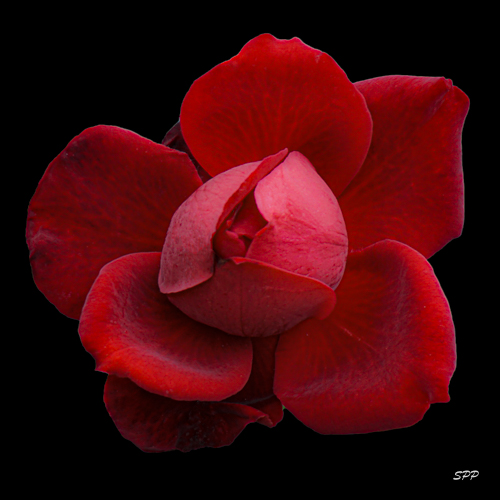 digital photograph of a red rose by Sandra Pipken