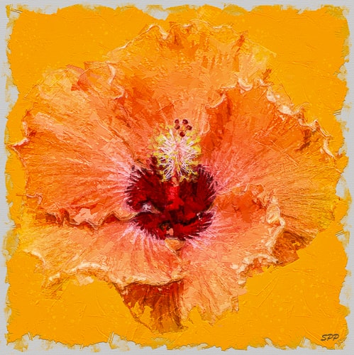 digital photograph of an orange hibiscus by Sandra Pipken