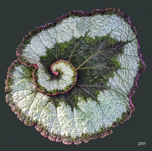 digital photograph of a Rex Escargot Begonia by Sandra Pipken