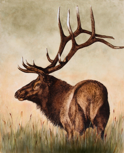 pyrography mixed media painting of a male elk by Julie Bender