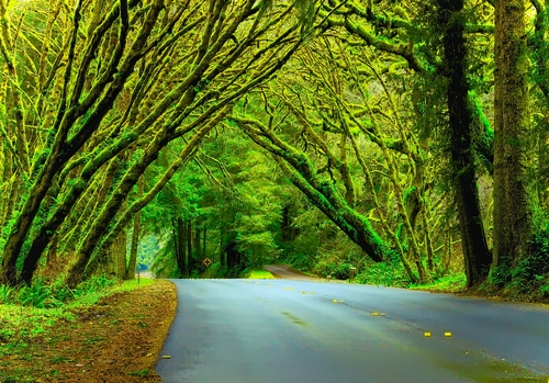 photograph of a road lined with moss covered trees by Jim Grossman