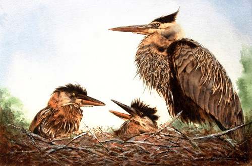 pyrography mixed media portrait of blue herons in a nest by Julie Bender