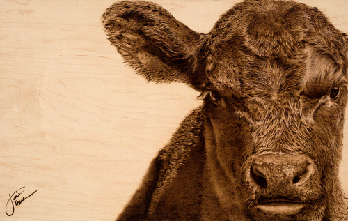 pyrography portrait of a steer by Julie Bender