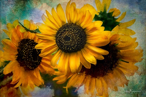 digital photograph of sunflowers by Shelley Benjamin