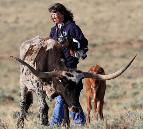 Artist Julie Bender photographing Longhorn Cattle 