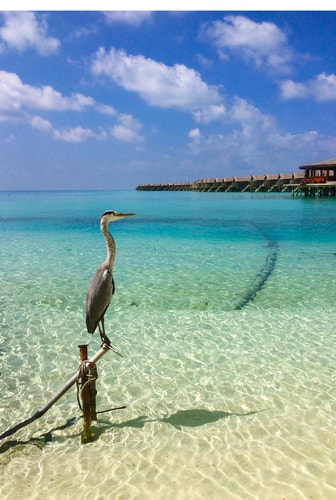 photograph of a bird and the ocean in the Maldives by Jim Grossman