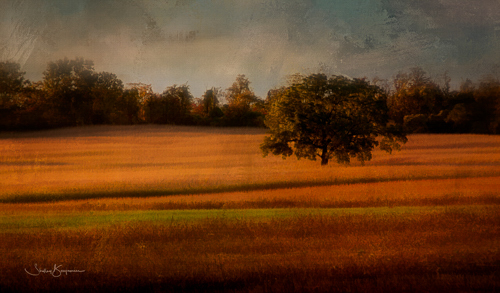 digital photography of a field in Seneca, NY by Shelley Benjamin