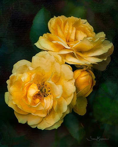 digital photography of yellow roses by Shelley Benjamin