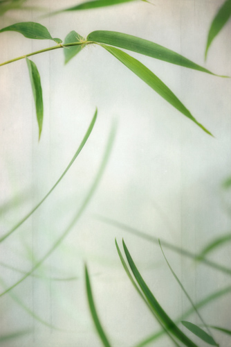 botanical digital photograph of bamboo leaves by Dianne Poinski