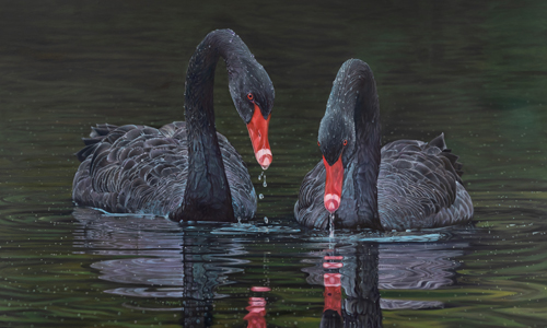 painting of black swans by Swapnil Nevgi