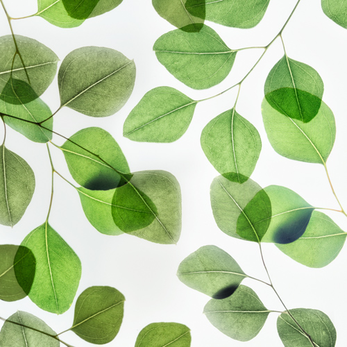 digital botanical photograph of leaves by Dianne Poinski