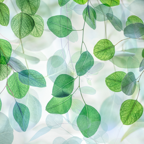 botanical digital photograph of green leaves by Dianne Poinski