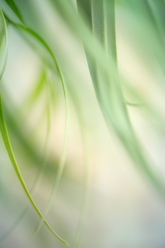 botanical photograph of bamboo leaves by Dianne Poinski
