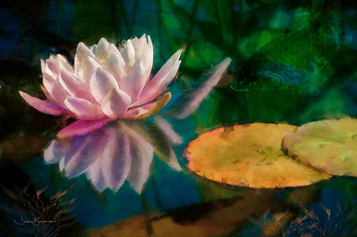 digital photography of a water lily by Shelley Benjamin