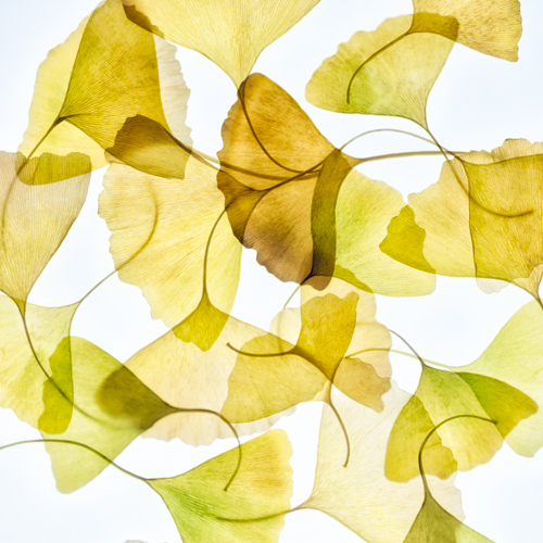 botanical photograph of gold leaves by Dianne Poinski