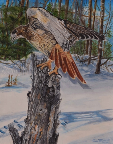 painting of a Red Tail Hawk by Ann Marie Snyder