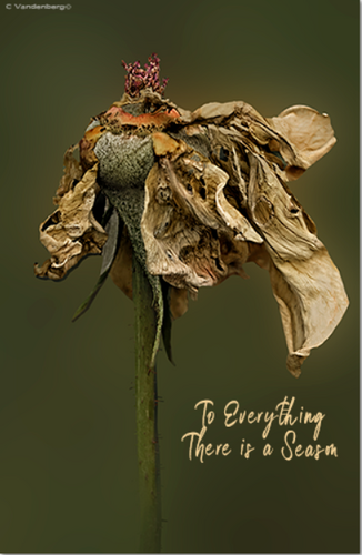 photo of a dead flower by Carole VandenBerg