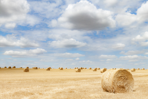 digital photograph of a field with hay bales by Helene Hubert
