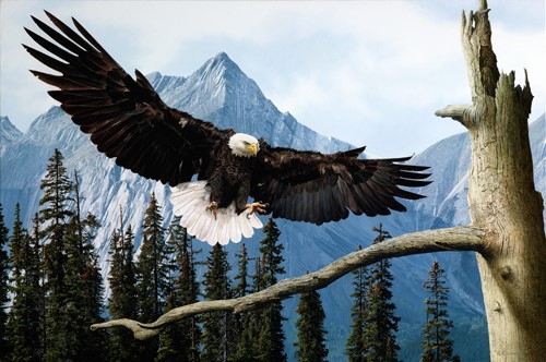 oil painting of a bald eagle flying by Bruce K. Lawes