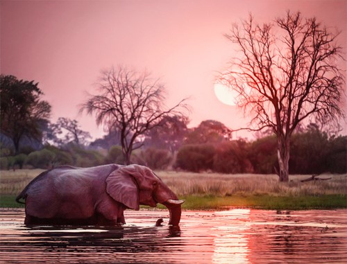 oil painting of an African elephant bathing by Bruce K. Lawes