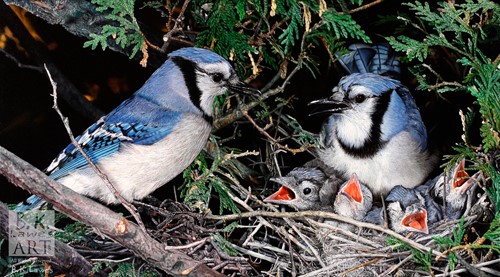 oil painting of two Blue Jays and their nestlings by Bruce K. Lawes