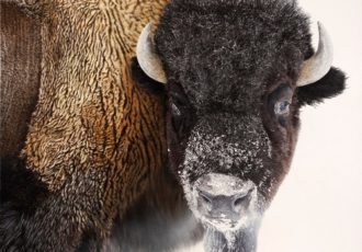 oil painting of an American Bison by Bruce K. Lawes