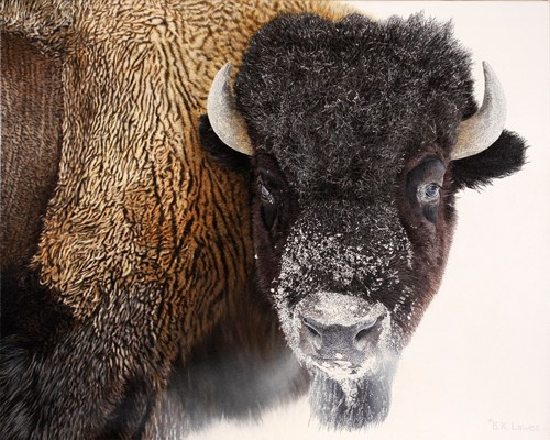 oil painting of an American Bison by Bruce K. Lawes