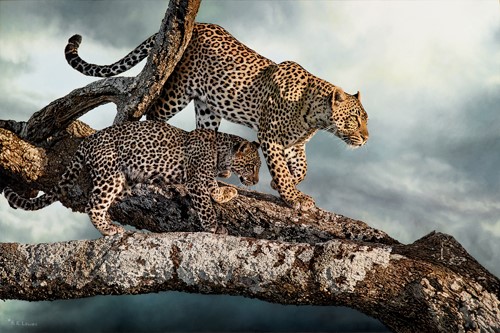 oil painting of two leopards in a tree by Bruce K. Lawes