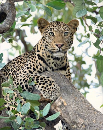 oil painting of a leopard in a tree by Bruce K. Lawes