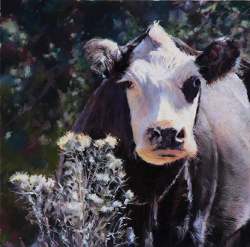 pastel of a black and white cow by Maryann Mullett