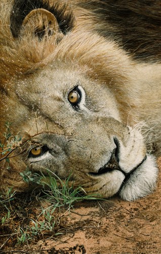 oil painting of a male lion by Bruce K. Lawes