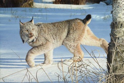 oil painting of a lynx in the snow by Bruce K. Lawes