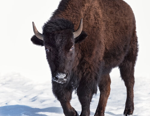 photograph of a bison in the snow by Beth Sheridan