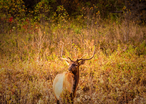 photograph of a bull elk by Beth Sheridan