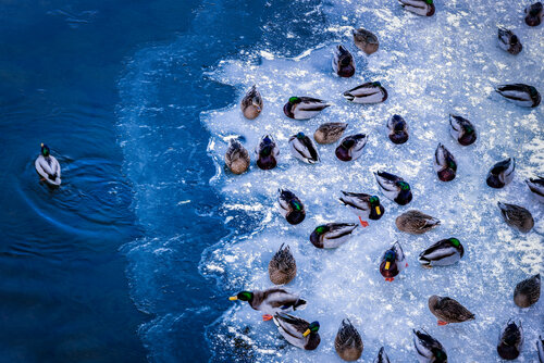 photograph of an overhead view of ducks on ice by Beth Sheridan