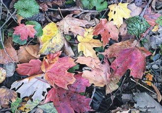 painting of fall leaves by Lynn Garwood